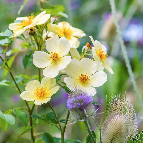 David Austin Tottering-by-Gently English Shrub Rose (6-Litre Pot) image 3