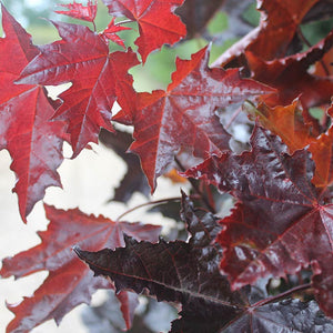 Acer Platanoides 'Crimson King' Tree (12-Litre Pot) image 0