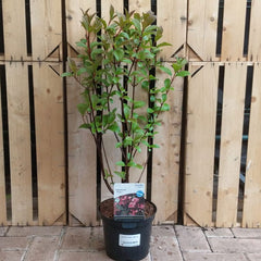 Viburnum × bodnantense ‘Dawn’ (3-Litre Pot) image 0