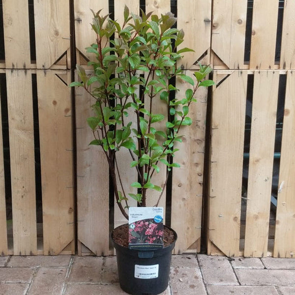 Viburnum × bodnantense ‘Dawn’ (3-Litre Pot) image 0