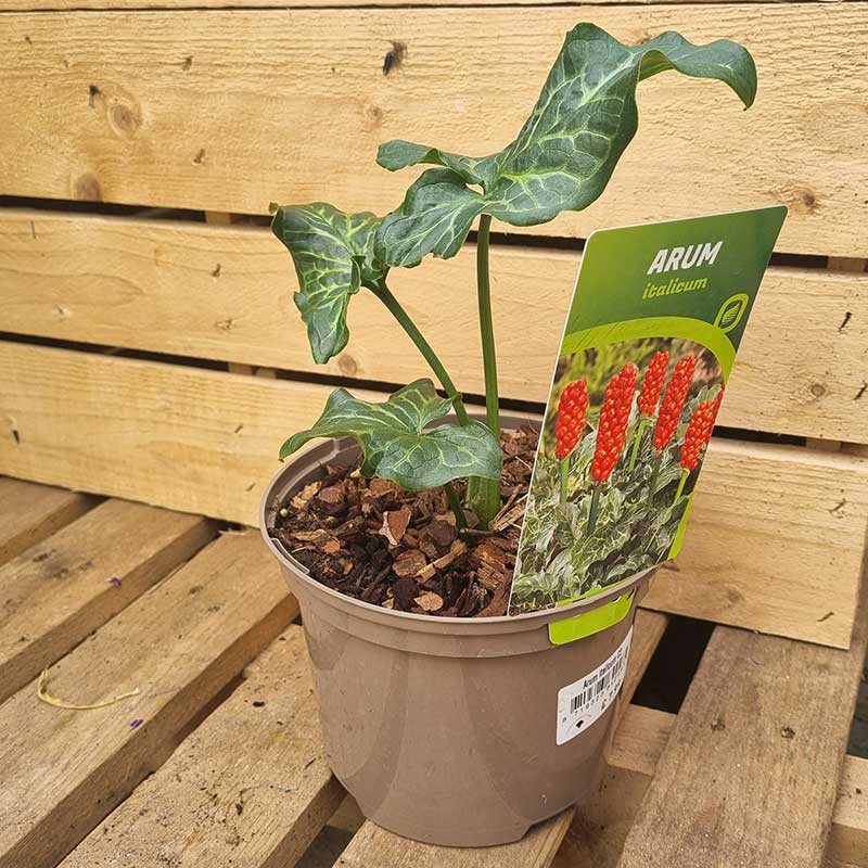 Arum Italicum image 0