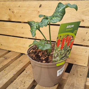 Arum Italicum image 1