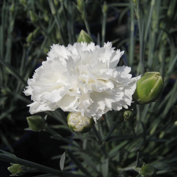 Dianthus 'Memories' image 0