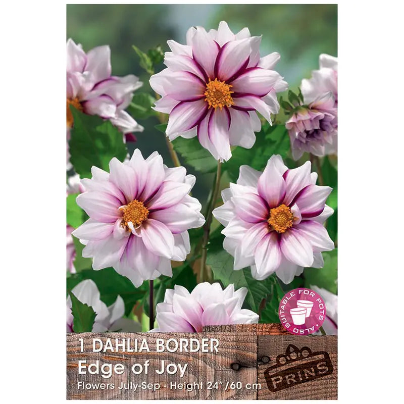 Dahlia Border 'Edge of Joy' (1 tuber) image 0