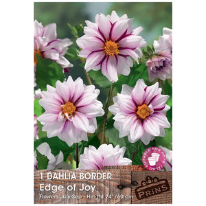 Dahlia Border 'Edge of Joy' (1 tuber) image 0