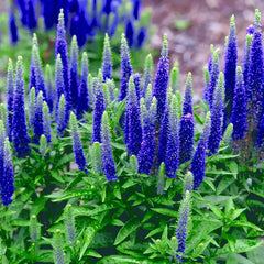 Veronica Spicata 'Ulster Blue Dwarf' image 0
