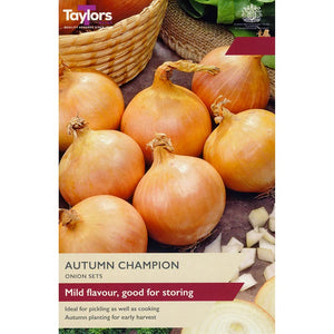 'Autumn Champion' Onion Sets (50 Bulbs) image 0