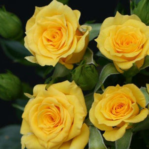 Whartons Roses ‘Flower Power Gold’ Patio Shrub Rose (3-Litre Pot) image 0
