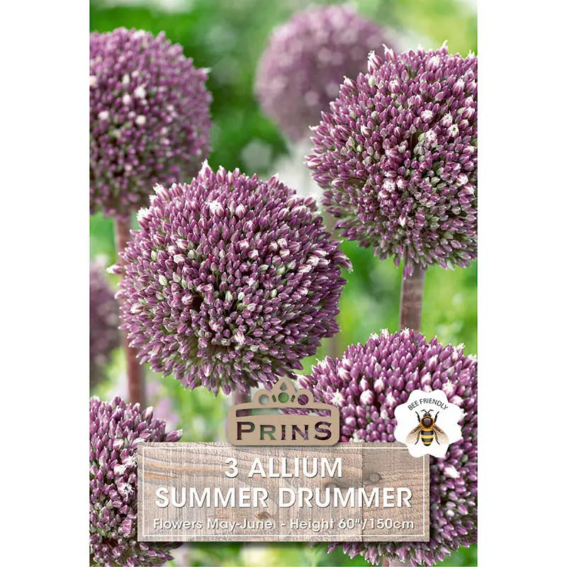 Allium 'Summer Drummer' (3 bulbs) image 0