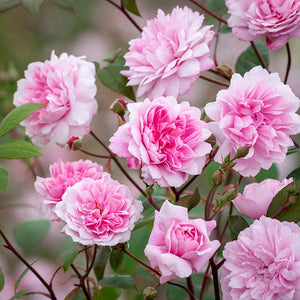 David Austin Mary Delany® Climbing Rose (6-Litre Pot) image 0