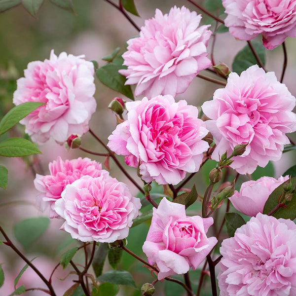 David Austin Mary Delany® Climbing Rose (6-Litre Pot) image 0
