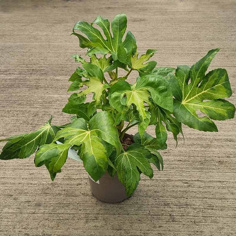 Fatsia japonica ‘Camouflage’ (3-Litre Pot) image 0