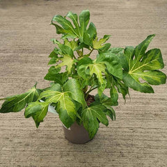 Fatsia japonica ‘Camouflage’ (3-Litre Pot) image 0