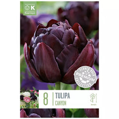 Tulip 'Canyon' (8 bulbs) image 0