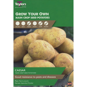 Caesar Main Crop Seed Potatoes - Pack of 10 image