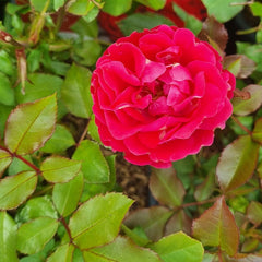 Harkness Roses ‘Chelsea Pensioner’ Shrub Rose (3-Litre Pot) image 0