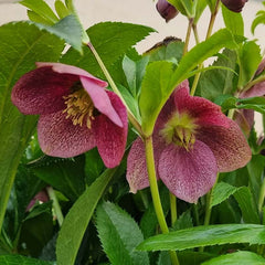 Hellebore ViV® Victoria (4-Litre Pot) image 0