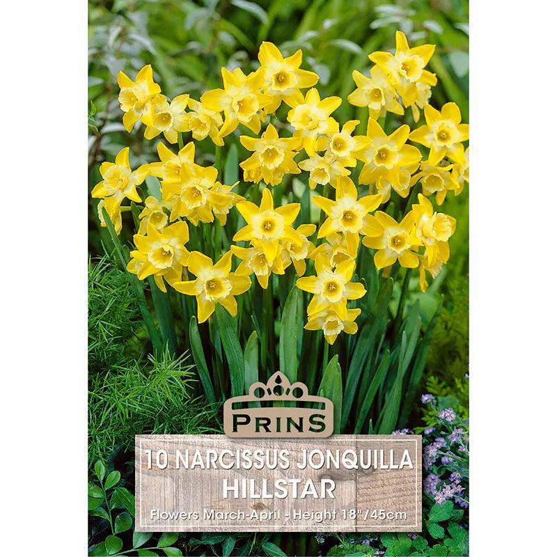 Narcissus 'Hillstar' (10 bulbs) image 0