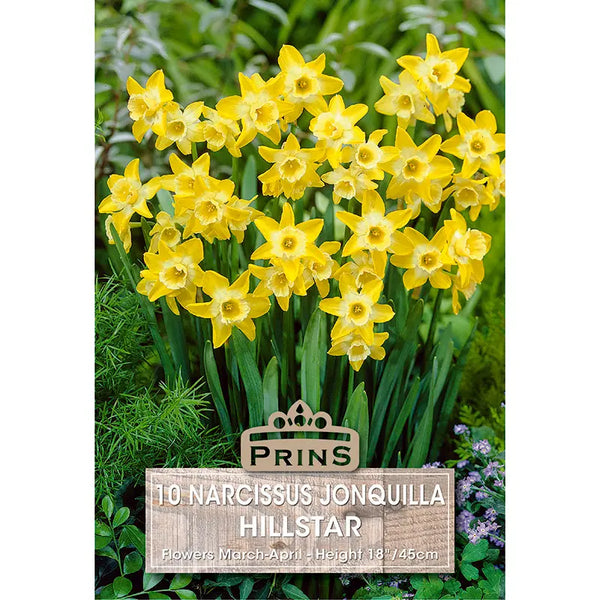 Narcissus 'Hillstar' (10 bulbs) image 0