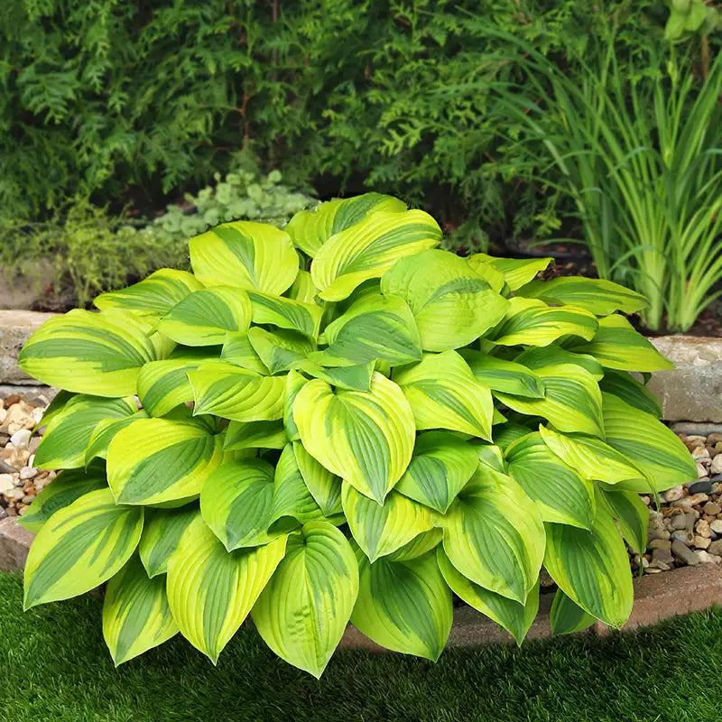Hosta 'Velvet Moon' image 0
