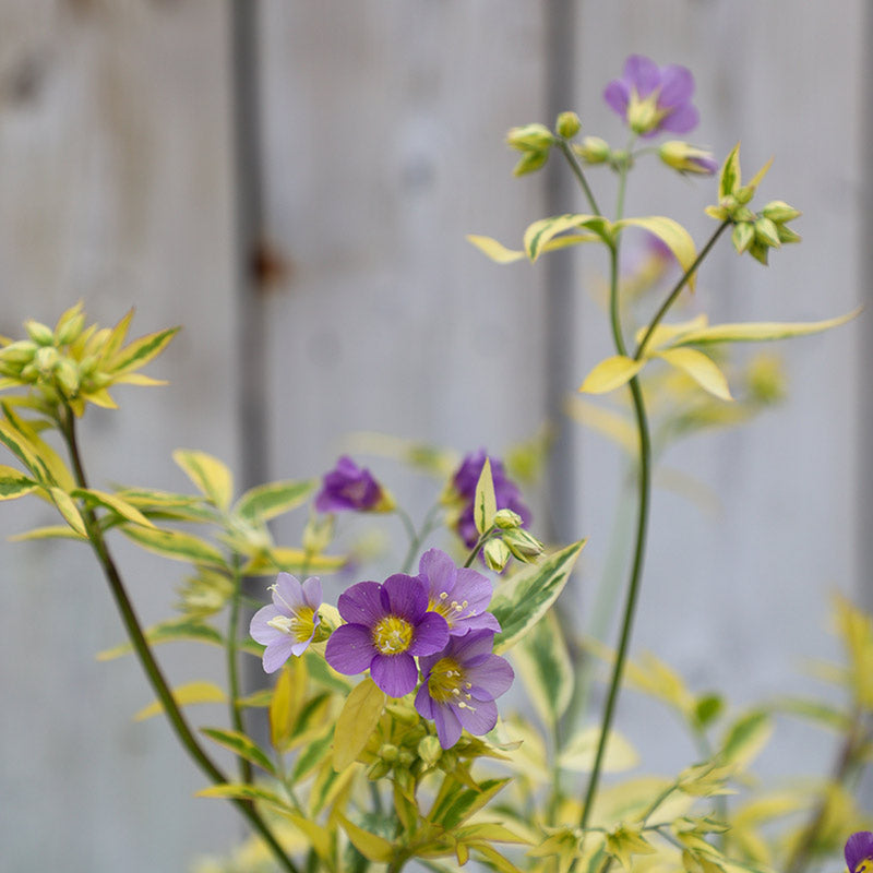 Polemonium ‘Golden Feathers’ (2-Litre Pot) image 0