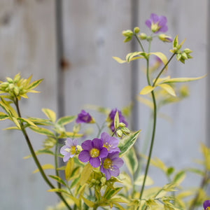 Polemonium ‘Golden Feathers’ (2-Litre Pot) image 1