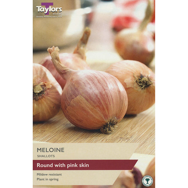 Meloine Shallot (10 Sets) image 0