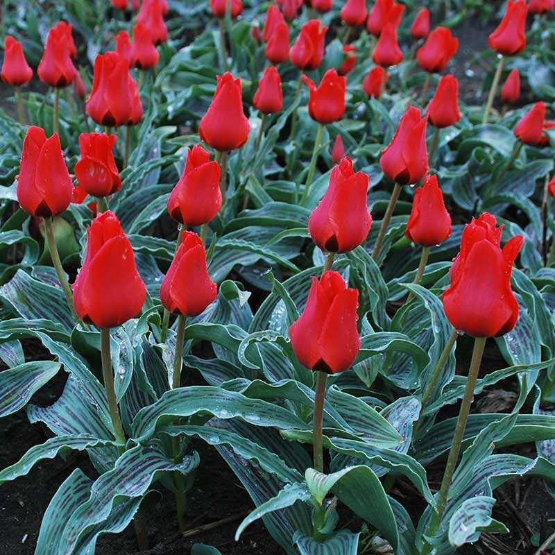 Tulip ‘Red Riding Hood’ (50 Bulbs) image 0