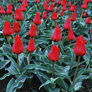 Tulip ‘Red Riding Hood’ (50 Bulbs) image 0