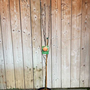 'Sunset' Apple Tree (12-Litre Pot) image 1