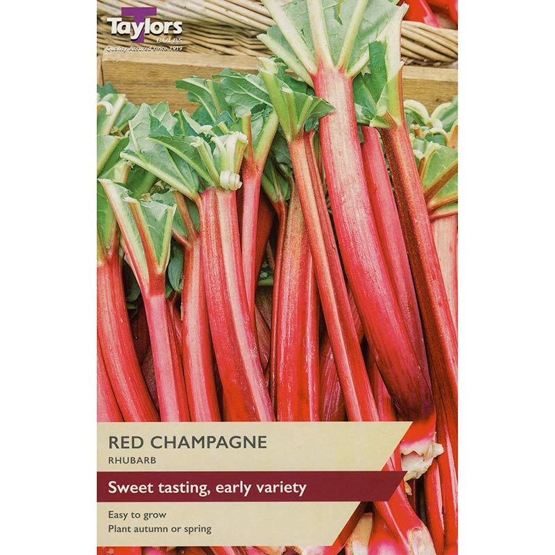 Red Champagne Rhubarb (1 Crown) image 0