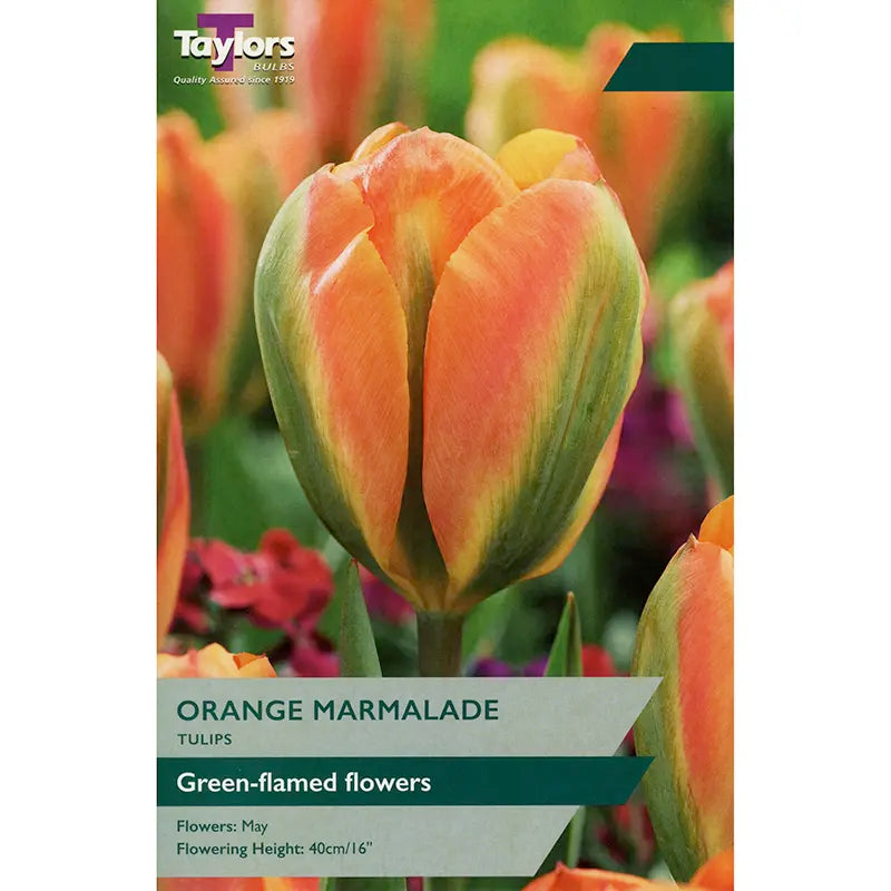 Tulip 'Orange Marmalade' (6 Bulbs) image 0
