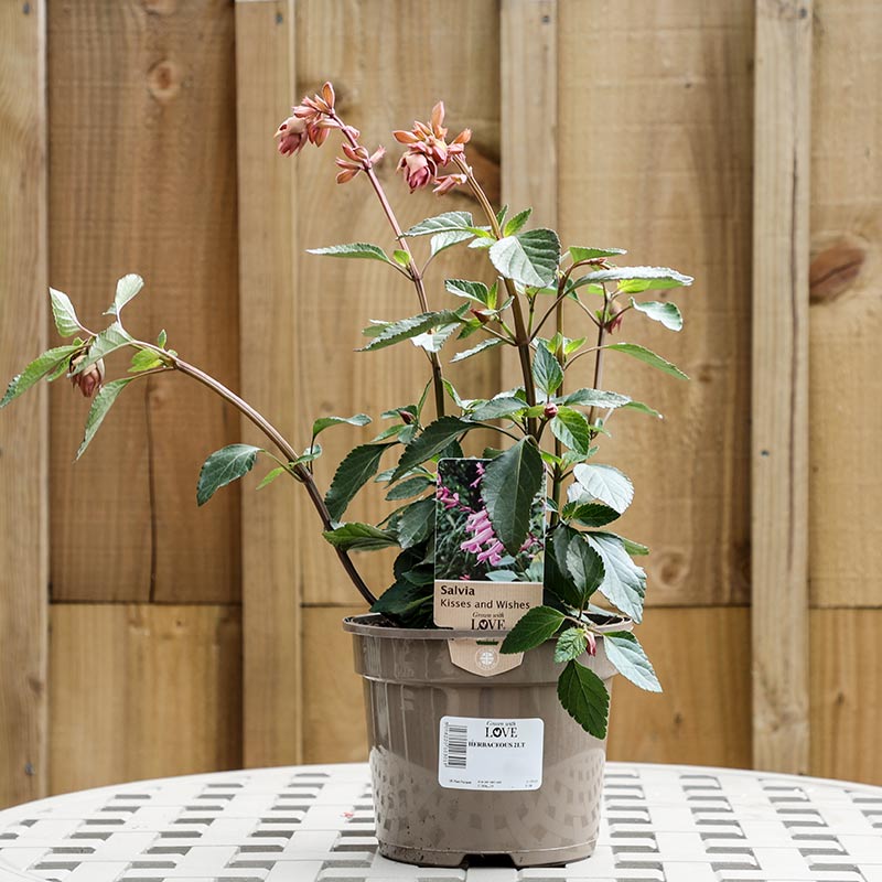 Salvia ‘Kisses and Wishes’ (2-Litre Pot) image 0
