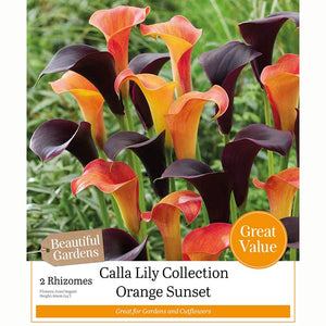 Calla Lily Collection ‘Orange Sunset’ with Orange & Plum Flowers (2 Rhizomes) image 0