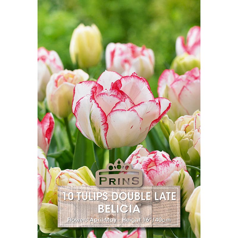Tulip 'Belicia' (10 bulbs) image 0