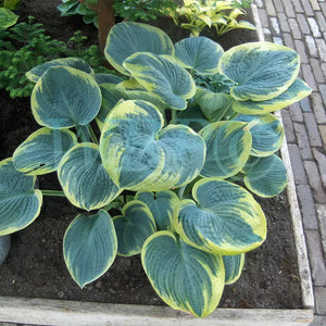 Hosta 'Sugar Daddy' image 0