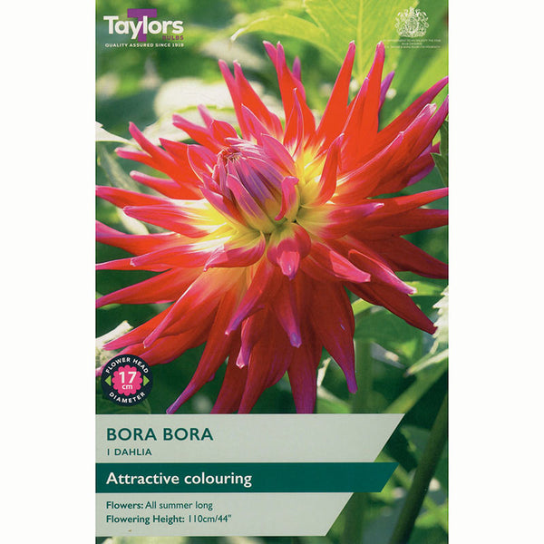 Dahlia Semi-Cactus 'Bora Bora' (1 Tuber) image 0