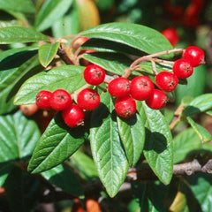 Cotoneaster x watereri Tree (12-Litre Pot) image 0