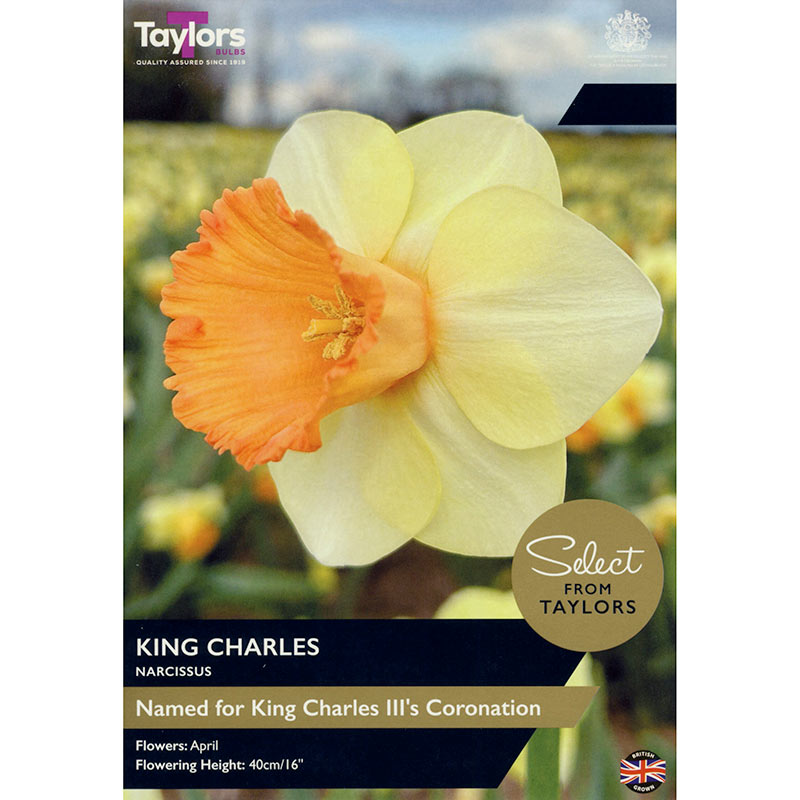 Narcissus ‘King Charles’ Daffodils (5 bulbs) image 0