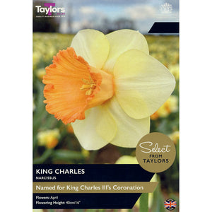 Narcissus ‘King Charles’ Daffodils (5 bulbs) image 0