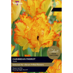 Tulip 'Caribbean Parrot' (5 bulbs) image 0