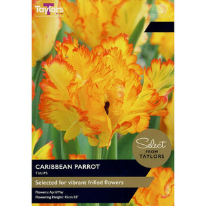 Tulip 'Caribbean Parrot' (5 bulbs) image 0
