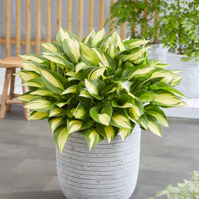 Hosta 'Tongue of Flame' image 0