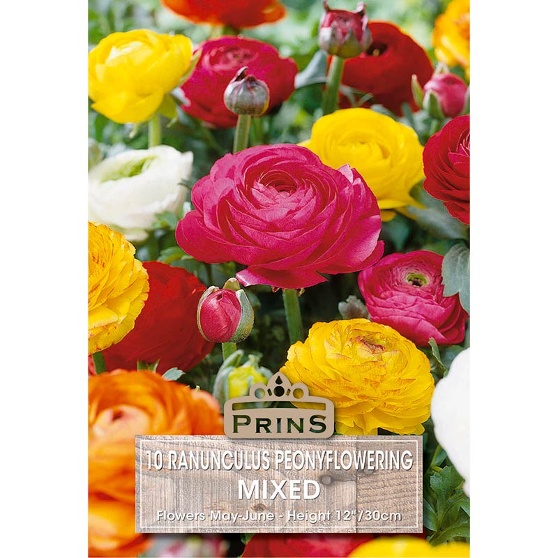 Ranunculus Peony Flowering Mixed (10 Bulbs) image 0
