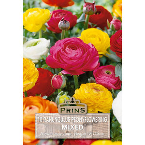 Ranunculus Peony Flowering Mixed (10 Bulbs) image 0