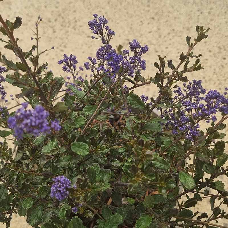 Ceanothus ‘Blue Sapphire’ (3-Litre Pot) image 0