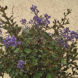 Ceanothus ‘Blue Sapphire’ (3-Litre Pot) image 1