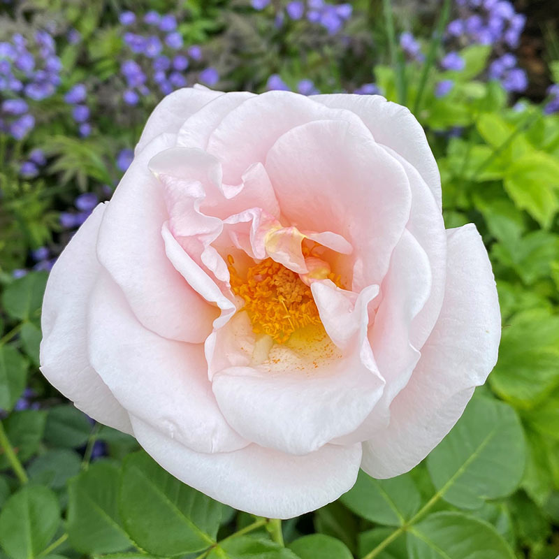 Peter Beales ‘Oxford Physic’ Shrub Rose (4-Litre Pot) image 0