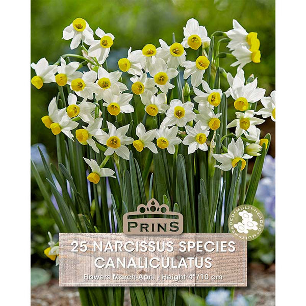 Narcissus ‘Canaliculatus’ (25 bulbs) image 0