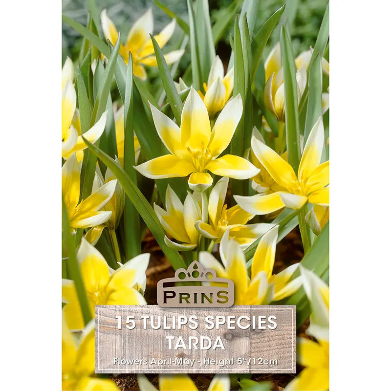 Tulip 'Tarda' (15 bulbs) image 0